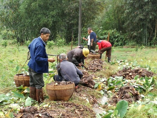 荔浦市荔浦芋头新鲜正宗广西农家香芋粉槟榔紫藤毛芋产地直发