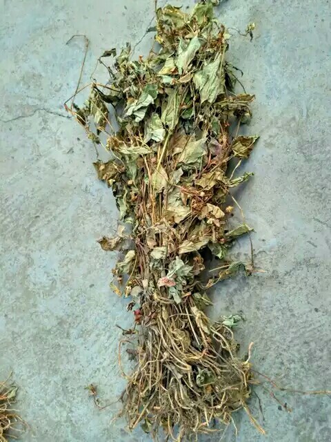 大方县红茎鱼腥草