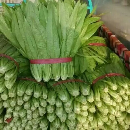 邯郸青油麦 30~35cm