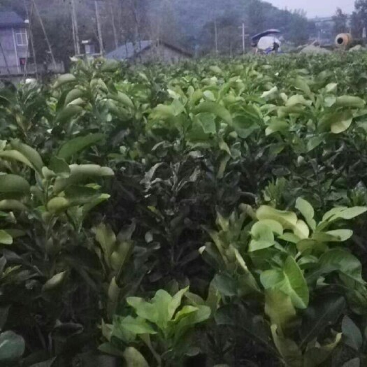 洪江市三红蜜柚苗