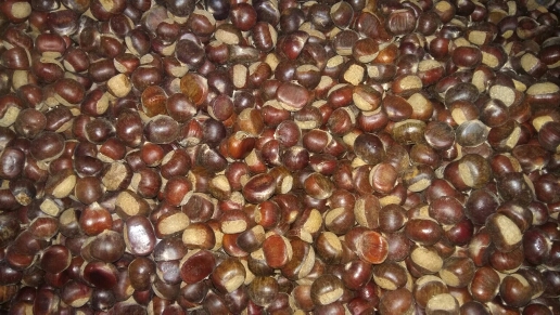 山东油栗 一级 中粒