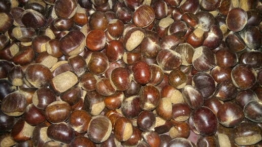 山东油栗 一级 中粒