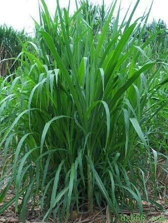 合江县 ，新型皇竹草，甜象草种