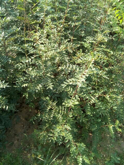 泰安大红袍花椒苗