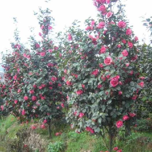靖州县 茶花