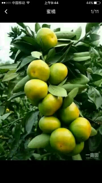 普早蜜桔  湖北蜜桔/丑八怪/贡桔/砂糖橘/南丰叶光果产地