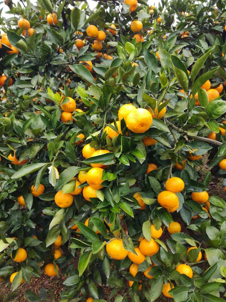 普早蜜桔  湖北蜜桔/丑八怪/贡桔/砂糖橘/南丰叶光果产地