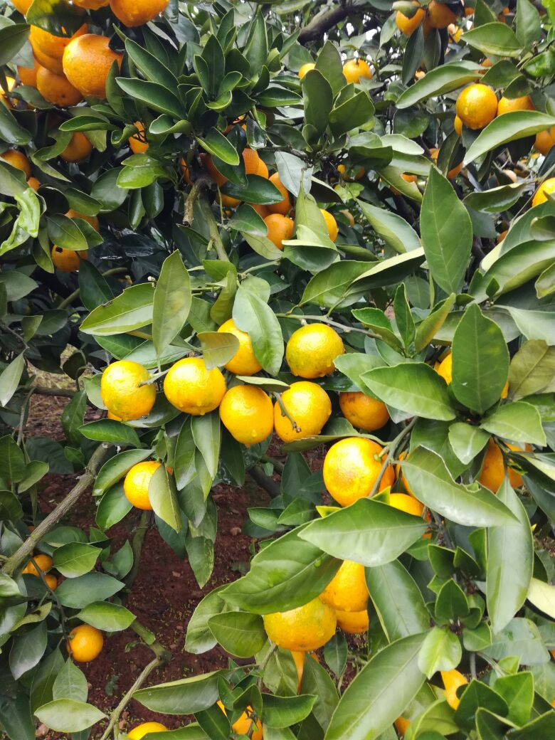 普早蜜桔  湖北蜜桔/丑八怪/贡桔/砂糖橘/南丰叶光果产地