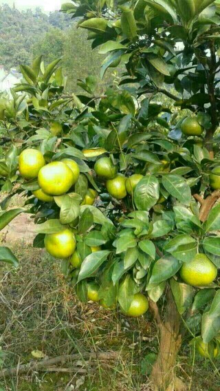 普早蜜桔  湖北蜜桔/丑八怪/贡桔/砂糖橘/南丰叶光果产地