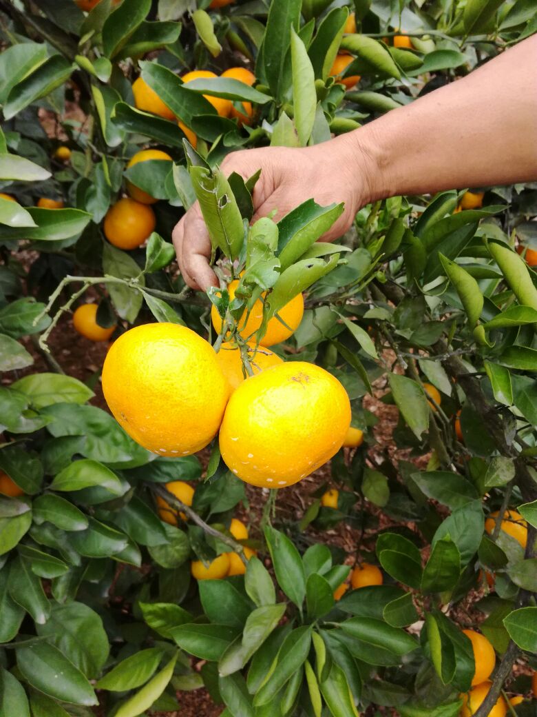 普早蜜桔  湖北蜜桔/丑八怪/贡桔/砂糖橘/南丰叶光果产地