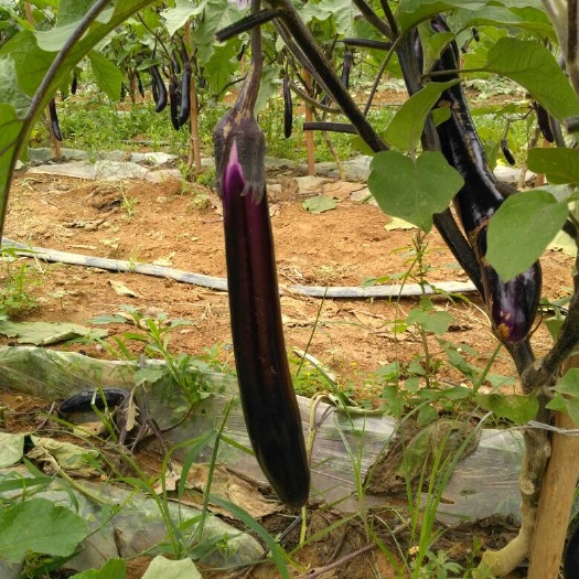 南宁黑长茄 20~30cm 长茄
