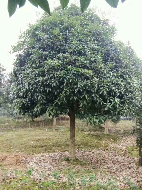 浏阳市八月桂  精品桂花，桂花球