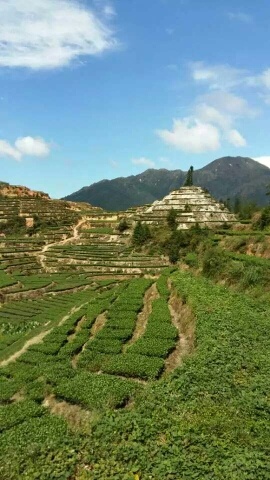 安溪县铁观音 盒装 特级 