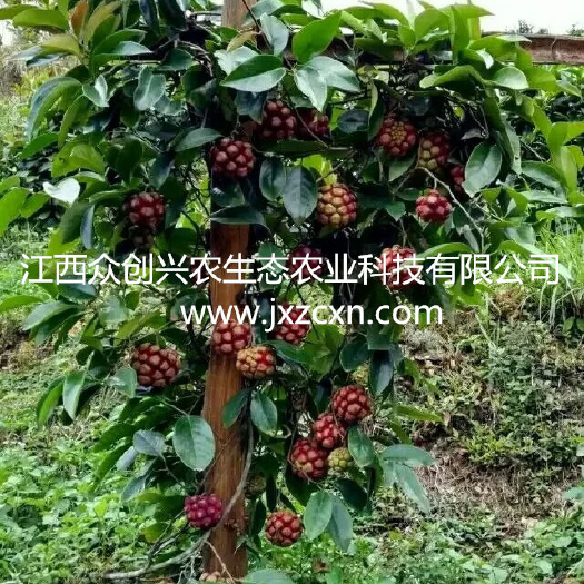鄱阳县布福娜