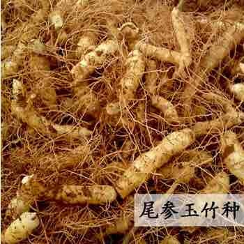 长沙玉竹种苗