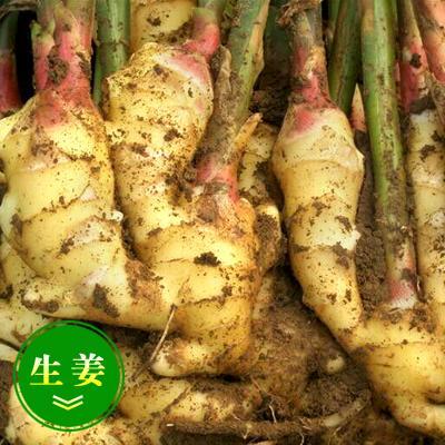 沂南县山东鲜姜大量上市 品质保证 货源充足辣味十足价格实惠