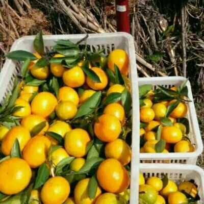 当阳市温州蜜桔 6.5 - 7cm 3两以上 