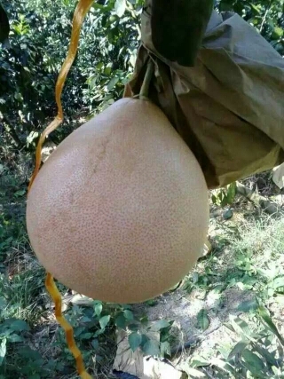 荔浦市三红蜜柚苗