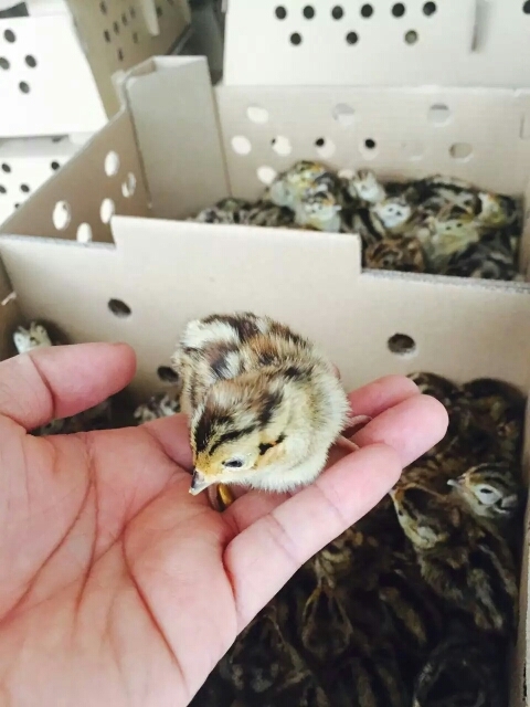 鄱阳县山鸡苗 统货