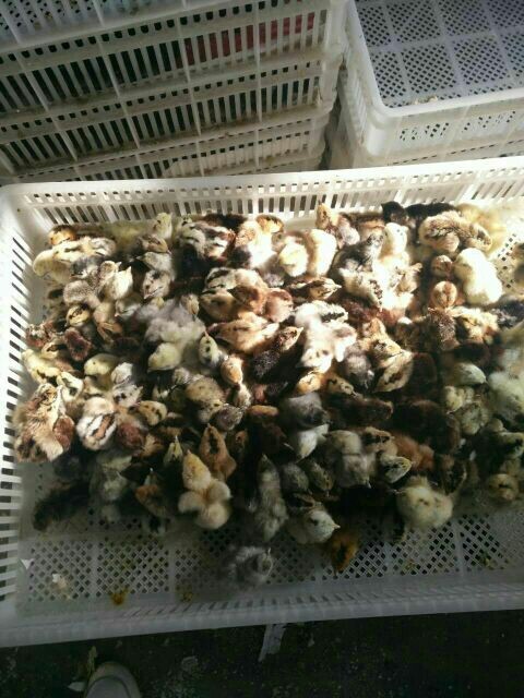 鄱阳县芦花鸡苗 统货