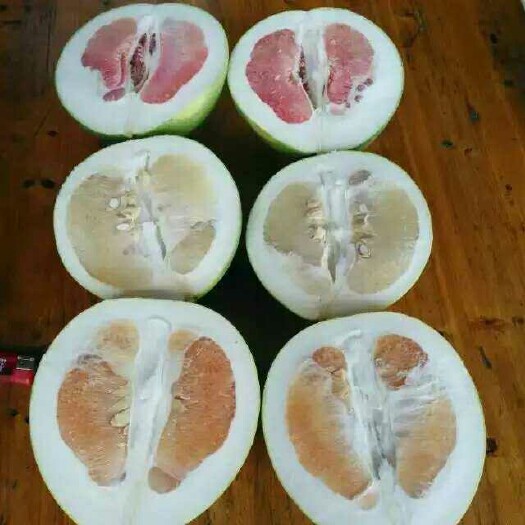 容县红心柚苗