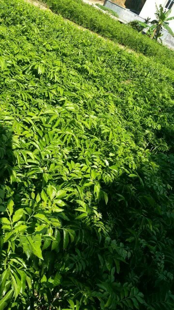 容县鸡心黄皮苗