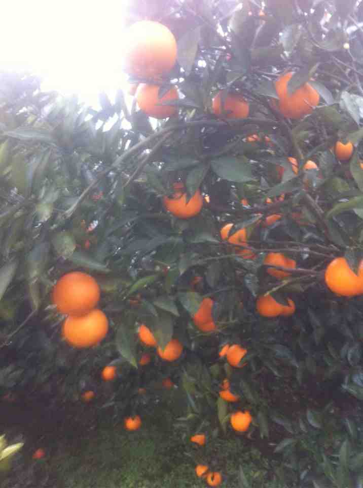 汉寿县埃及糖橙，产地直供！纯甜！！！