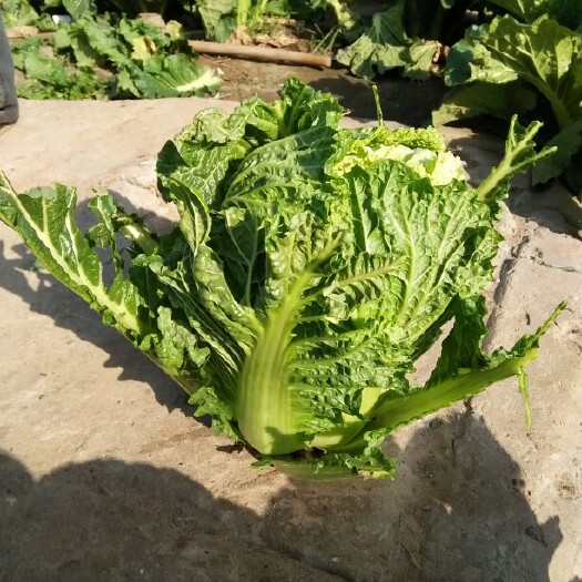 滦南县北京新三号白菜 6~10斤