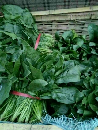 泰安菠菜大量上市