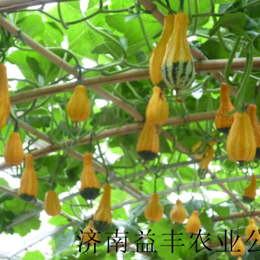 济南玩具南瓜种子  90% 16个品种