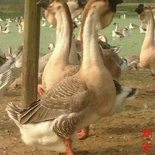 潮州狮头鹅 公 12斤以上