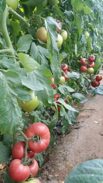 郑州粉果番茄种子西红柿种子  耐热大粉果番茄抗病