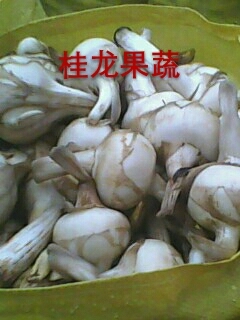平乐县白肉慈菇 混装通货