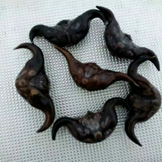 浠水县菱角