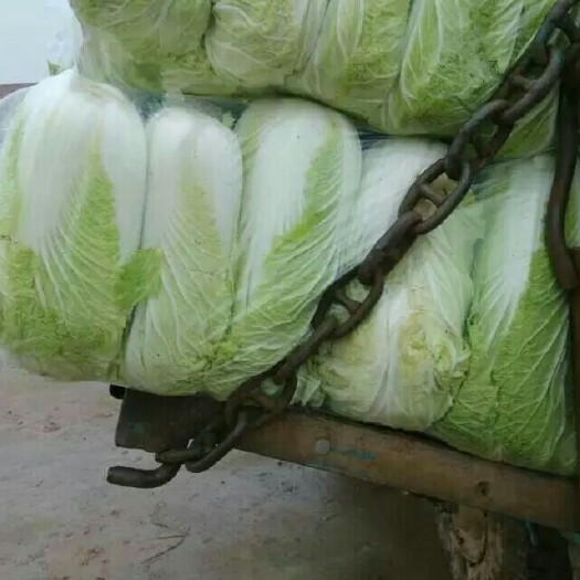 嘉鱼县青杂三号白菜    精品黄心白菜 3~6斤