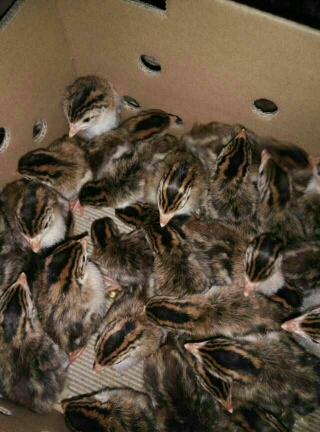 鄱阳县珍珠鸡苗 统货