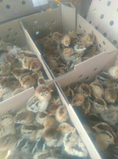 鄱阳县土鸡苗  家禽