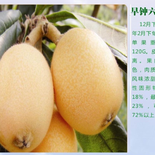 攀枝花米易枇杷 0.4 - 0.7两