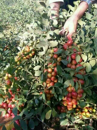 绛县钙果苗 0.5~1米 