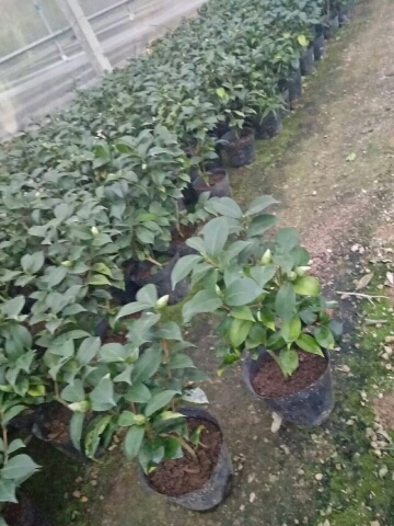 漳平市七芯茶花 10cm以下