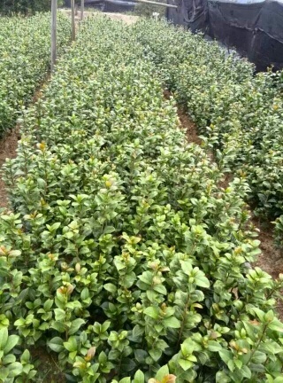 奉新县七芯茶花 10cm以下 