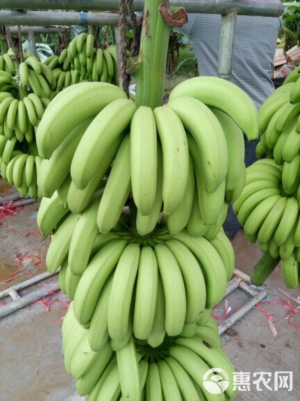 海南蕉 七成熟 50 - 60斤