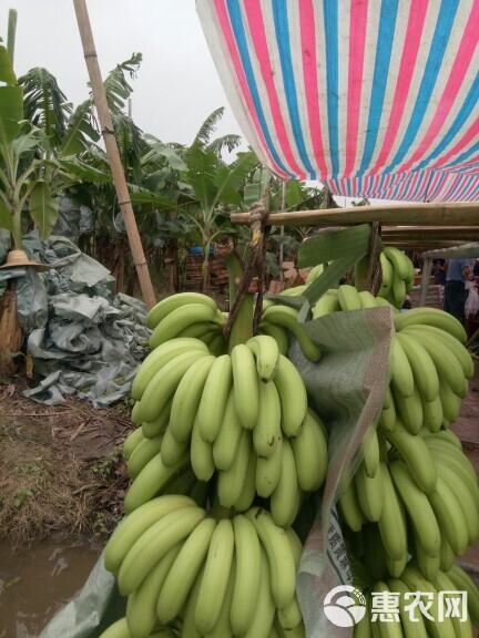 海南蕉 七成熟 50 - 60斤