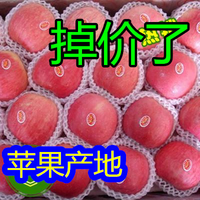 沂南县红露苹果 脆甜好吃糖心满满 甜美中国 全国发货