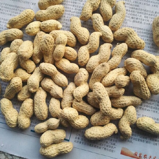 东海县海花系列花生 干货 带壳花生