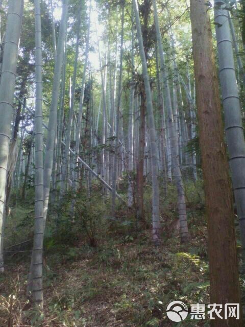 野生深山冬笋 鲜笋