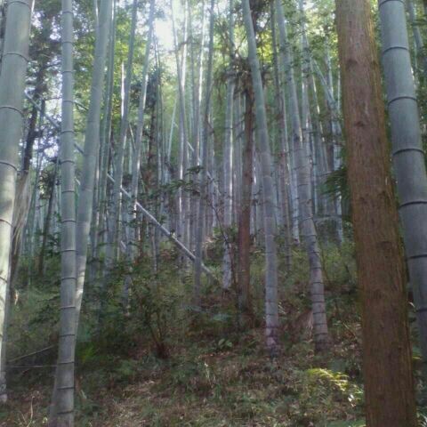 野生深山冬笋 鲜笋