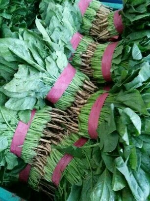 邯郸精品小菠菜，货源充足