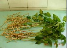 新化县野生鱼腥草