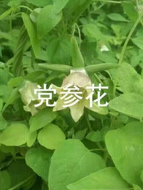 文县纹党参  党参